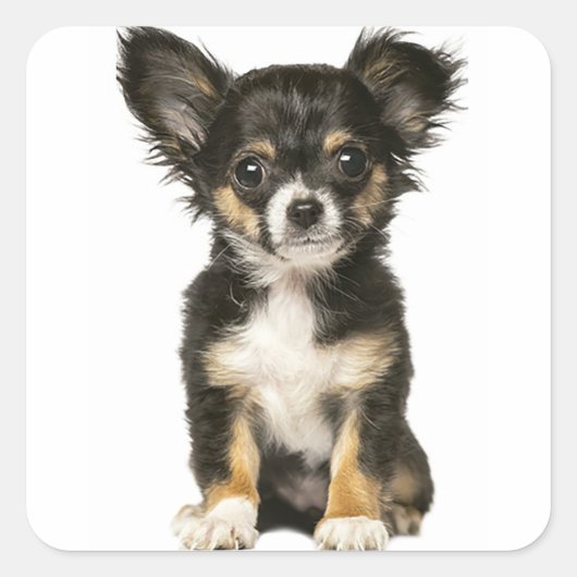 Lang Haar Chihuahua Puppy Dog - Zwart Bruin Wit Vierkante Sticker (Voorkant)