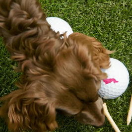 Lang Haar Dachshund Roze Golfer Gift Golfballen