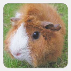 Lang haar, rood en wit cavia gezicht close-up vierkante sticker