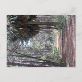 Lang pad door de moerassen briefkaart