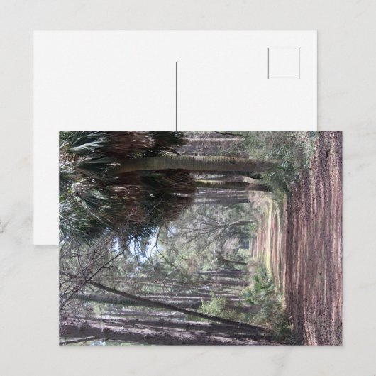 Lang pad door de moerassen briefkaart (Voorkant / Achterkant)