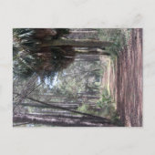 Lang pad door de moerassen briefkaart (Voorkant)