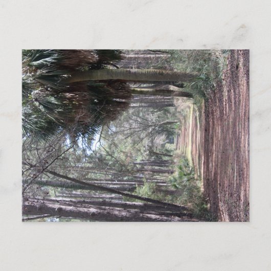 Lang pad door de moerassen briefkaart (Voorkant)