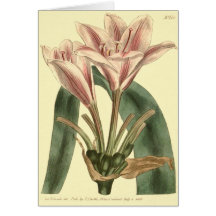 Langbladige Amaryllis Illustratie