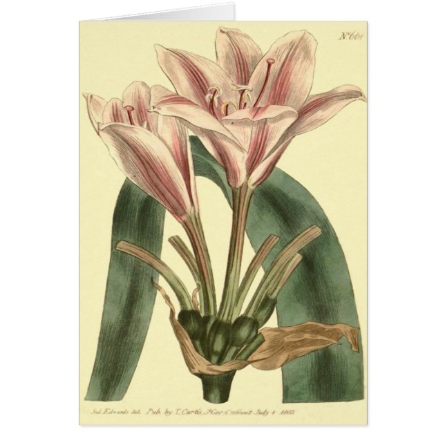 Langbladige Amaryllis Illustratie (Voorkant)