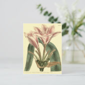 Langbladige Amaryllis Illustratie Briefkaart (Staand voorkant)