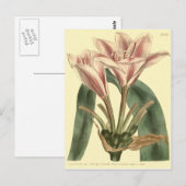Langbladige Amaryllis Illustratie Briefkaart (Voorkant / Achterkant)