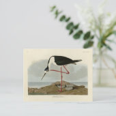 Lange advocaat uit Audubon's vogels in Amerika Briefkaart (Staand voorkant)