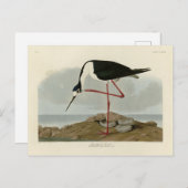 Lange advocaat uit Audubon's vogels in Amerika Briefkaart (Voorkant / Achterkant)