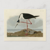 Lange advocaat uit Audubon's vogels in Amerika Briefkaart (Voorkant)