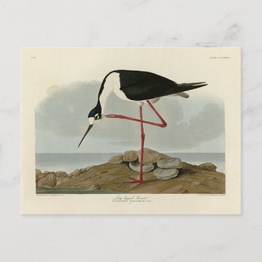 Lange advocaat uit Audubon's vogels in Amerika Briefkaart (Voorkant)