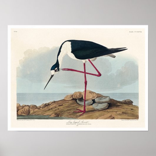 Lange advocaat van het Poster Audubon (Voorkant)