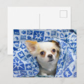 Lange chihuahua puppy briefkaart (Voorkant / Achterkant)