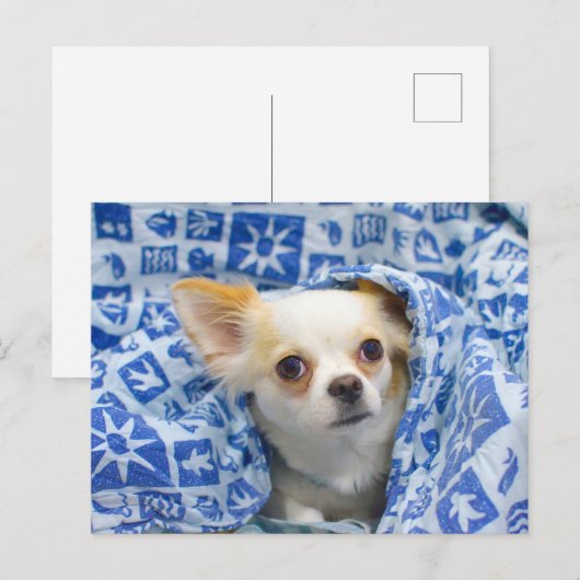 Lange chihuahua puppy briefkaart (Voorkant / Achterkant)