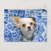 Lange chihuahua puppy briefkaart (Voorkant)