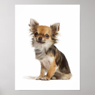 Lange chihuahua puppy poster