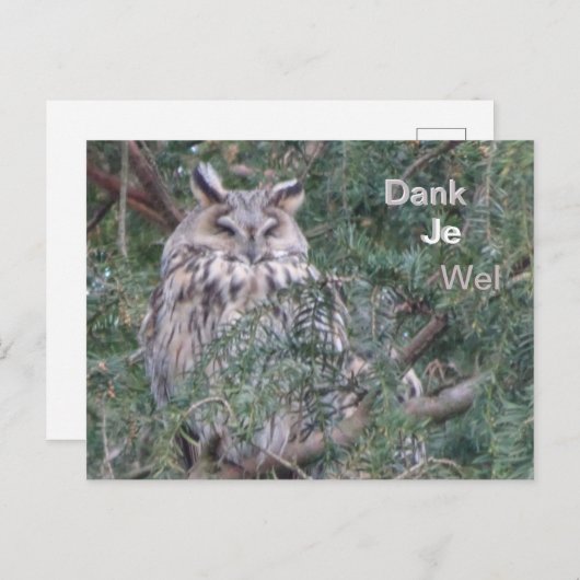 Lange-eared Uil Dank u Briefkaart (Voorkant / Achterkant)
