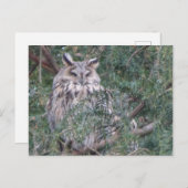 Lange-eared Uil DIY Briefkaart (Voorkant / Achterkant)