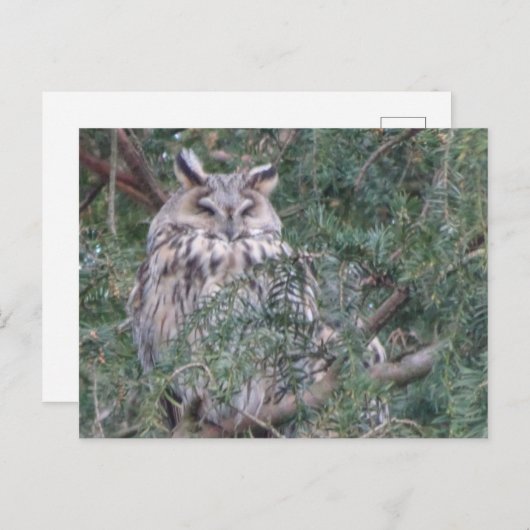 Lange-eared Uil DIY Briefkaart (Voorkant / Achterkant)
