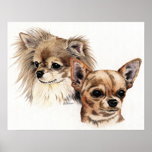 Lange en gladde mantel Chihuahuas Poster (Voorkant)