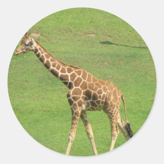 Lange Giraffe Sticker (Voorkant)