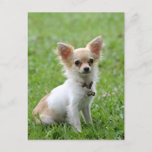 Lange Haar Chihuahua Puppy Dog Post Kaart
