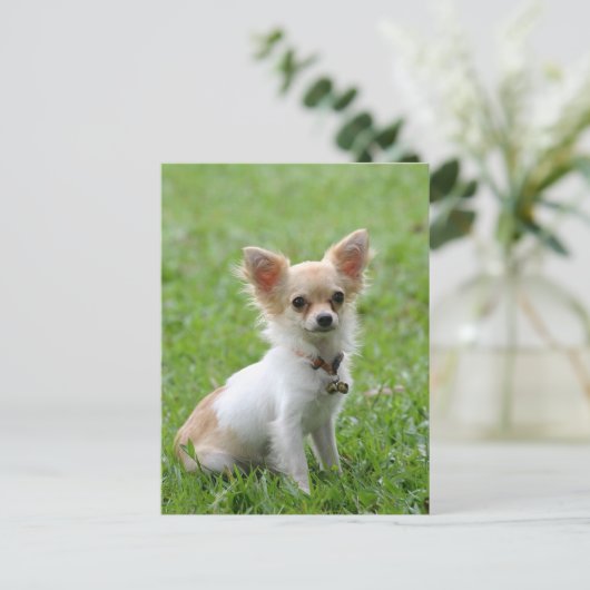 Lange Haar Chihuahua Puppy Dog Post Kaart (Staand voorkant)