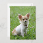 Lange Haar Chihuahua Puppy Dog Post Kaart (Voorkant / Achterkant)