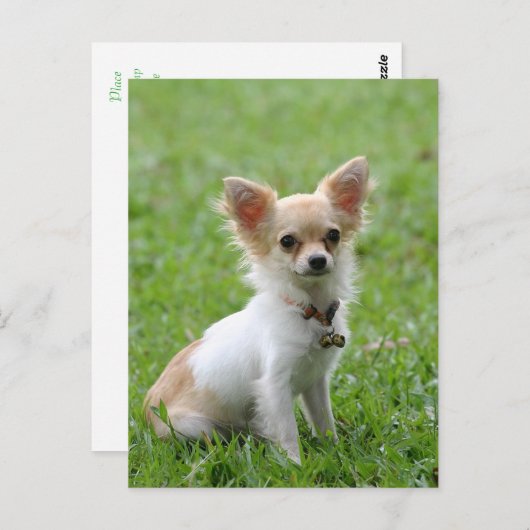Lange Haar Chihuahua Puppy Dog Post Kaart (Voorkant / Achterkant)