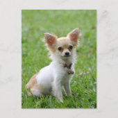 Lange Haar Chihuahua Puppy Dog Post Kaart (Voorkant)