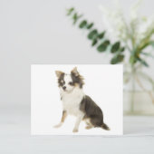 Lange Haar Chihuahua Puppy Dog Post Kaart (Staand voorkant)