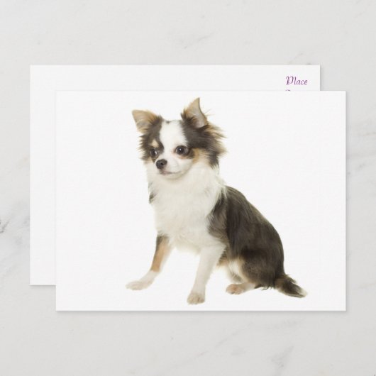 Lange Haar Chihuahua Puppy Dog Post Kaart (Voorkant / Achterkant)