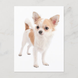 Lange Haar Chihuahua Puppy Dog Post Kaart