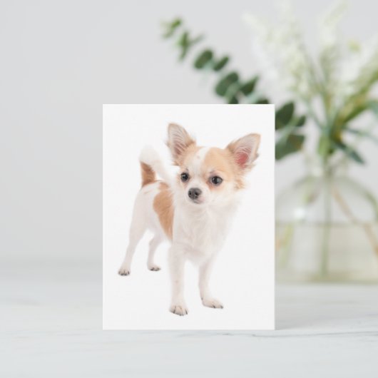 Lange Haar Chihuahua Puppy Dog Post Kaart (Staand voorkant)