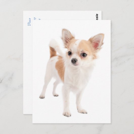 Lange Haar Chihuahua Puppy Dog Post Kaart (Voorkant / Achterkant)