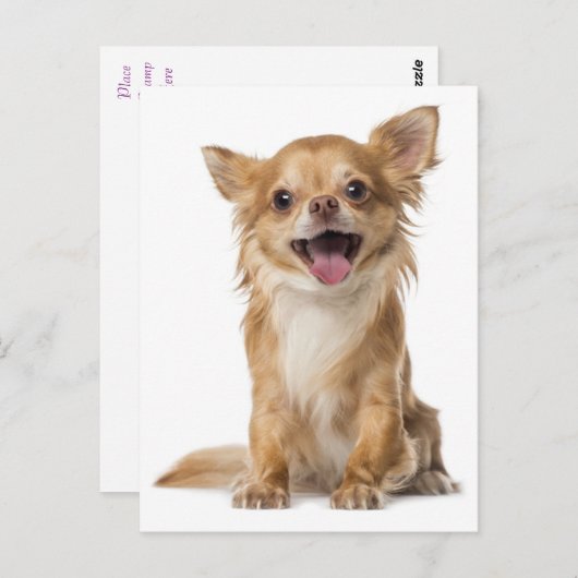 Lange Haar Chihuahua Puppy Dog Post Kaart (Voorkant / Achterkant)
