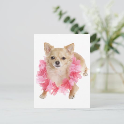 Lange Haar Chihuahua Puppy Dog Post Kaart (Staand voorkant)