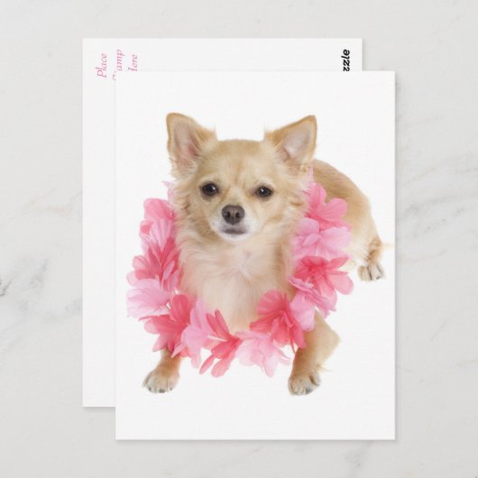 Lange Haar Chihuahua Puppy Dog Post Kaart (Voorkant / Achterkant)