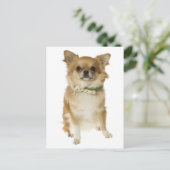 Lange Haar Chihuahua Puppy Dog Post Kaart (Staand voorkant)