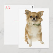 Lange Haar Chihuahua Puppy Dog Post Kaart (Voorkant / Achterkant)