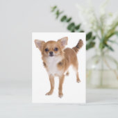Lange Haar Chihuahua Puppy Dog Post Kaart (Staand voorkant)