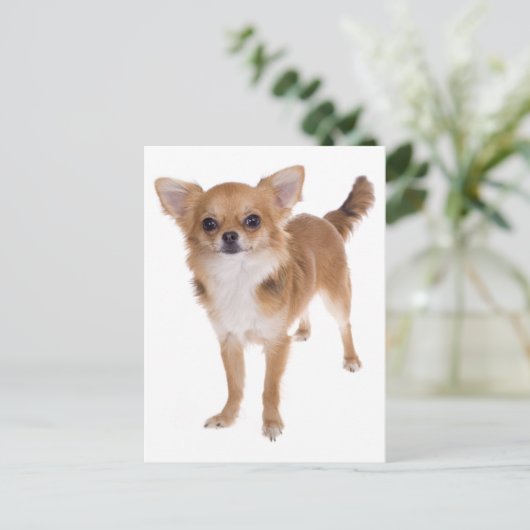 Lange Haar Chihuahua Puppy Dog Post Kaart (Staand voorkant)
