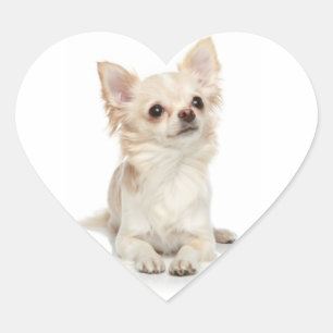 Lange Haired Chihuahua Hart Sticker