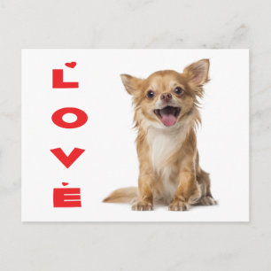 Lange Haren Chihuahua Puppie Hond Postkaart