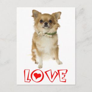 Lange Haren Chihuahua Puppies Hond Postkaart