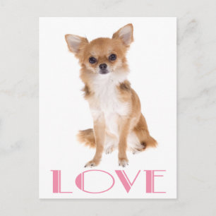 Lange haren Chihuahua puppy hond ansichtkaart Briefkaart