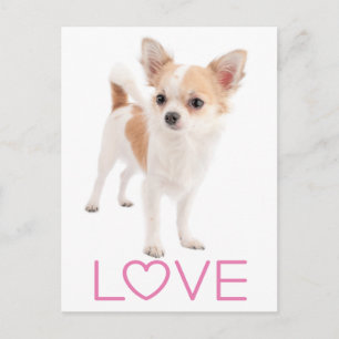 Lange haren Chihuahua Puppy Hond Postkaart