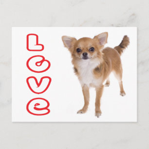 Lange Haren Chihuahua Puppy Hond Postkaart
