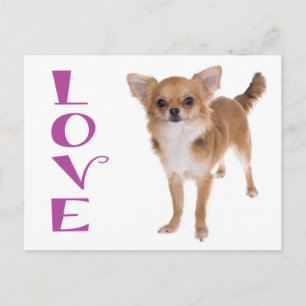 Lange Haren Chihuahua Puppy Hond Postkaart