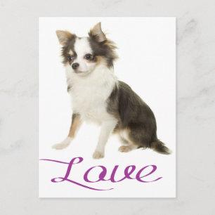 Lange haren Chihuahua Puppy Hond Postkaart